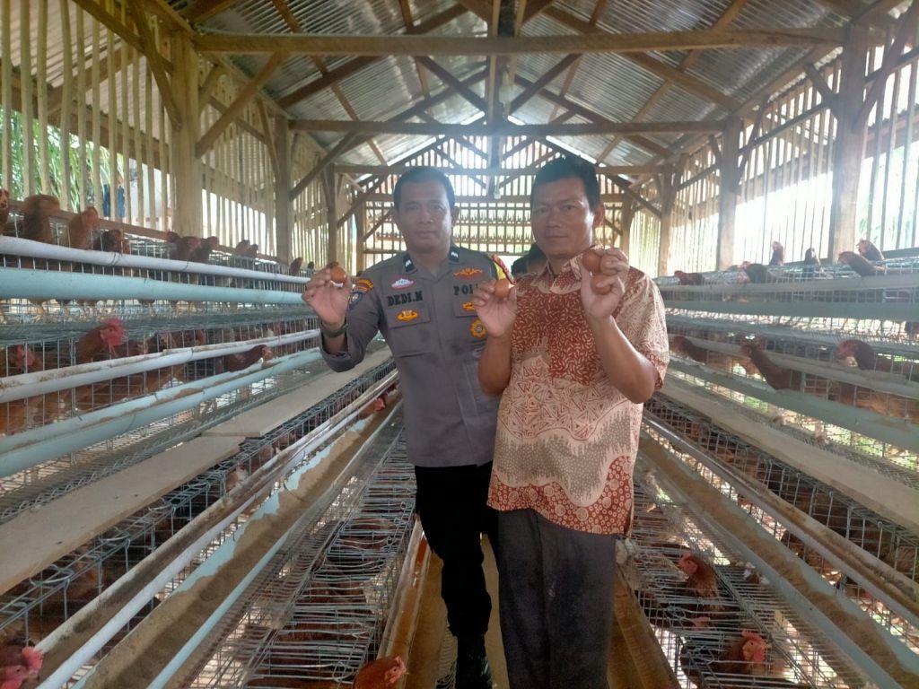 Polsek Pasaman Sambangi Kelompok Peternak Ayam Petelur di Nagari Aia Gadang Barat Dalam Program Ketahanan&nbsp;Pangan