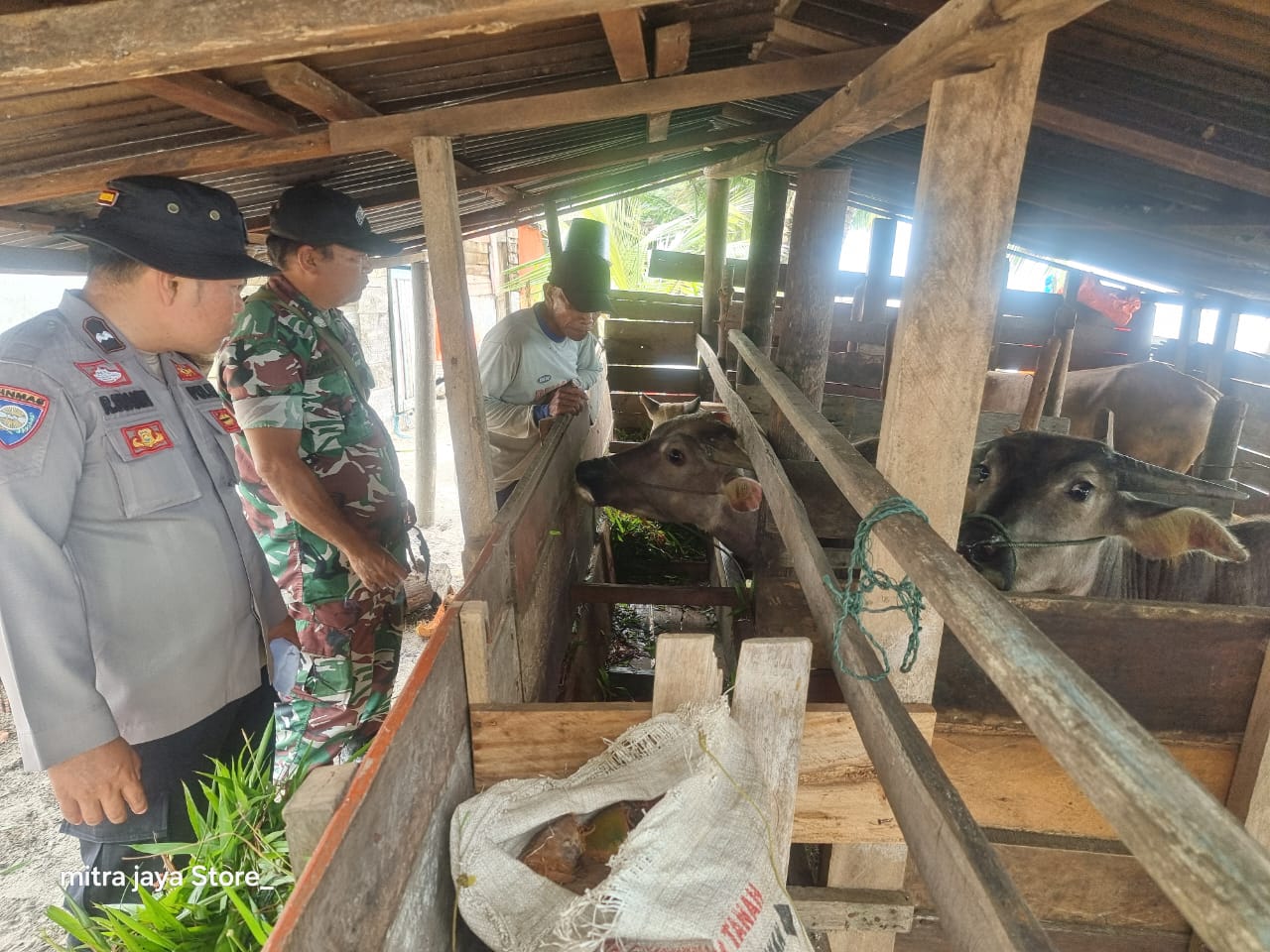 Perkuat Ketahanan Pangan Bidang Peternakan, Bhabinkamtibmas Polres Pasaman Barat Sambangi Peternak Kerbau Di Sikilang
