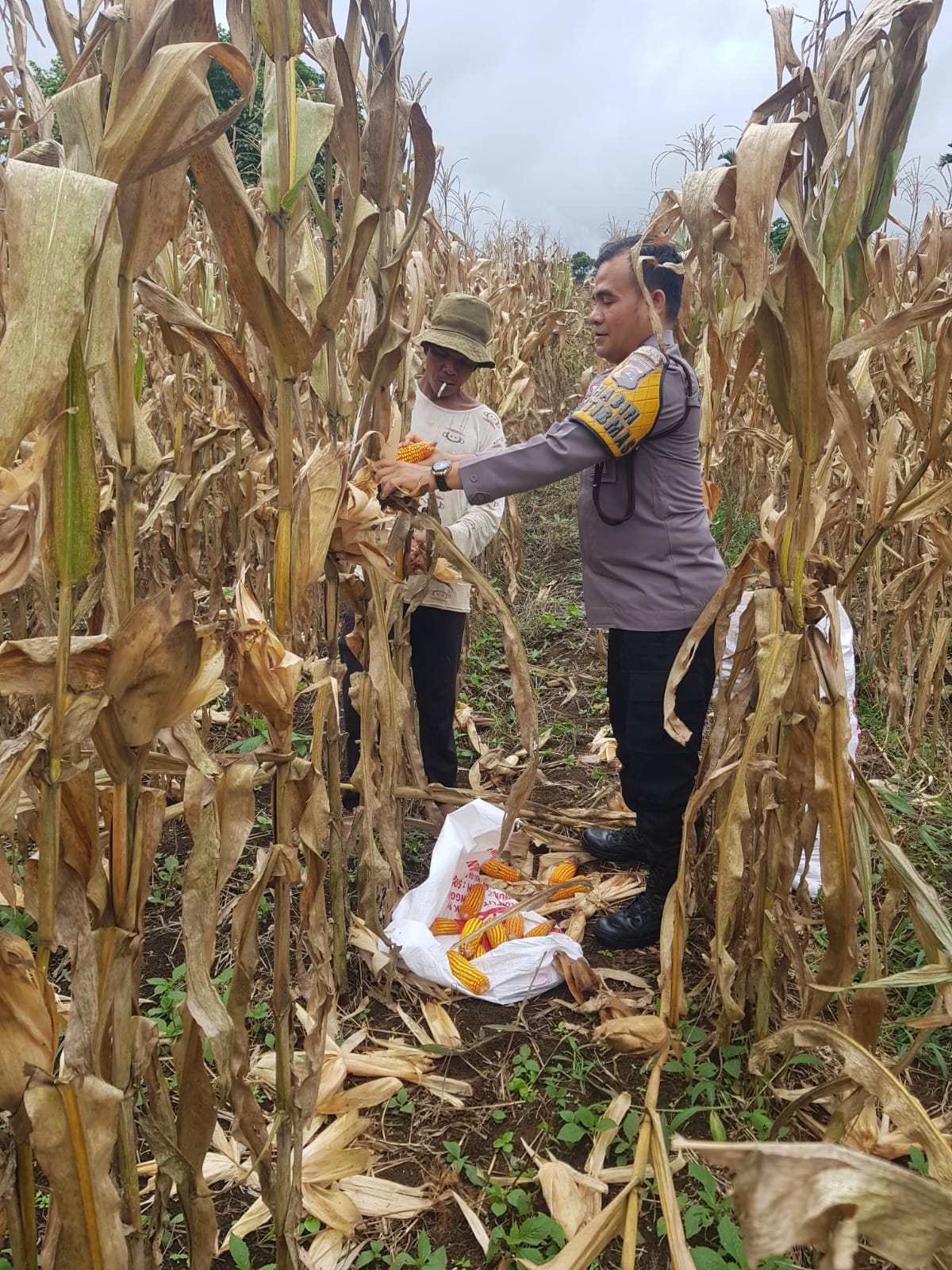 Bhabinkamtibmas Polres Pasaman Barat Berikan Bimbingan Teknis Kepada Petani Jagung Di Kecamatan Talamau