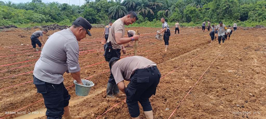 Polres Dharmasraya Manfaatkan Lahan Kosong untuk Ketahanan Pangan, Tanam 5.000 Bibit&nbsp;Jagung