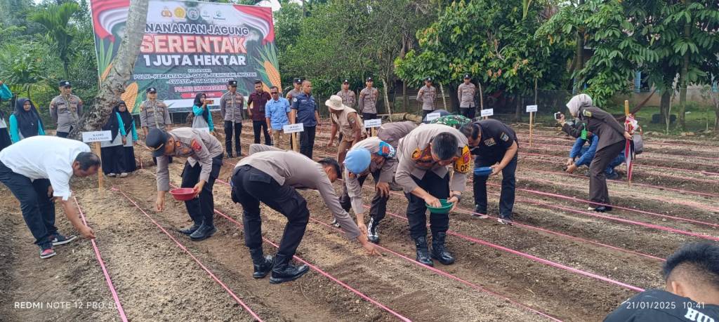 Kapolres Dharmasraya Bersama Forkopimda Tanam Jagung Serentak di Seluruh&nbsp;Indonesia