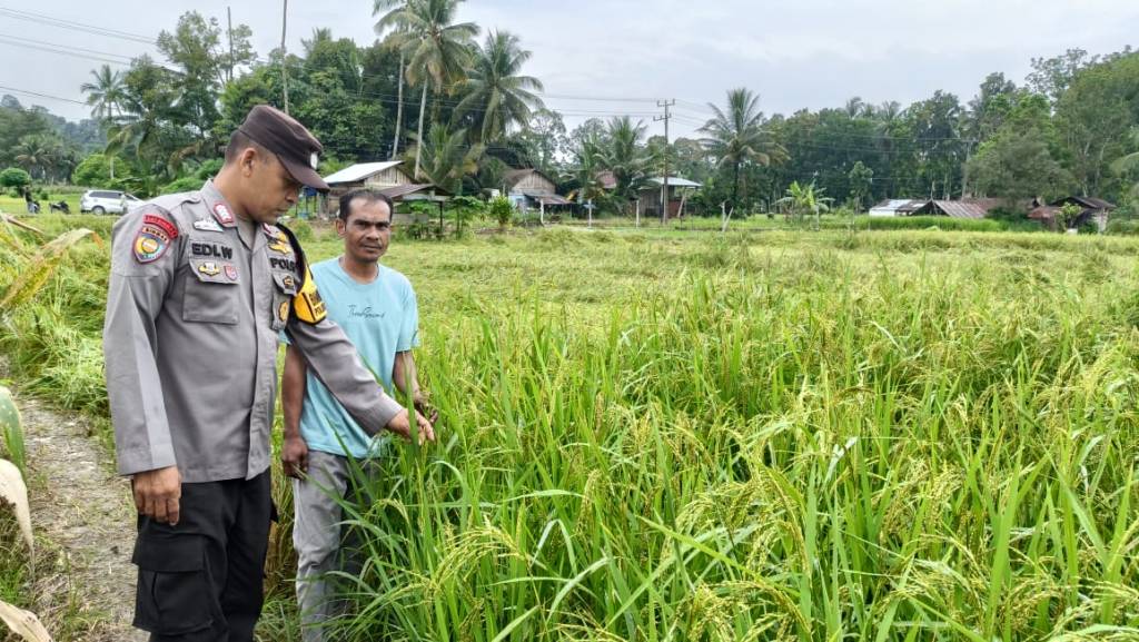 Bhabinkamtibmas Polsek Ranah Batahan Gelar Silatuhami Bersama Petani Padi di Desa Baru Pasaman&nbsp;Barat
