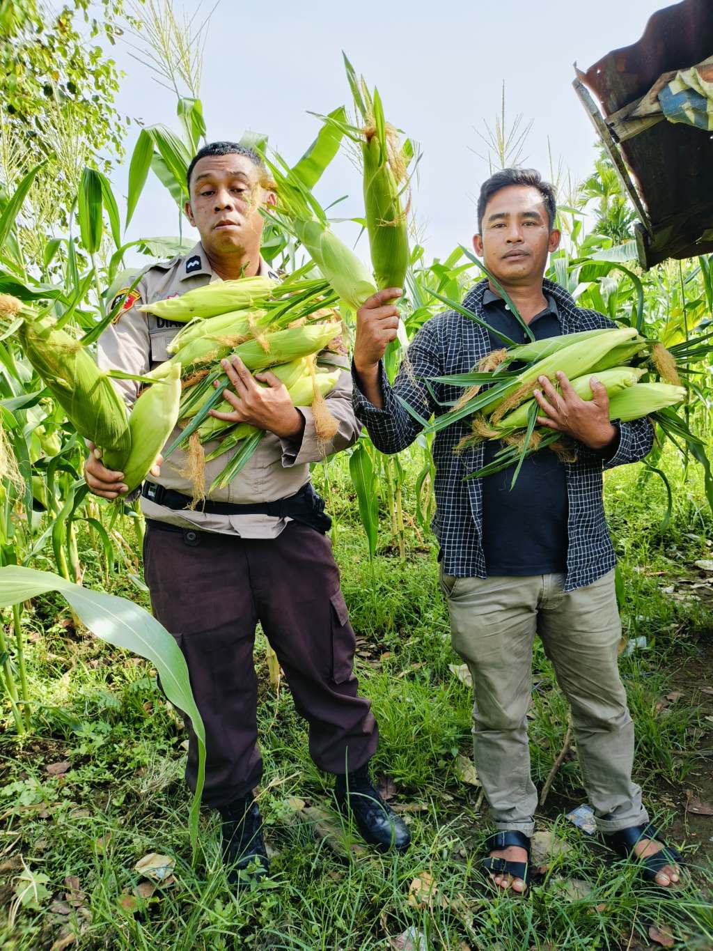 Dukung Ketahanan Pangan,&nbsp; Polisi Padang bersama Petani Gelar Panen&nbsp;Jagung