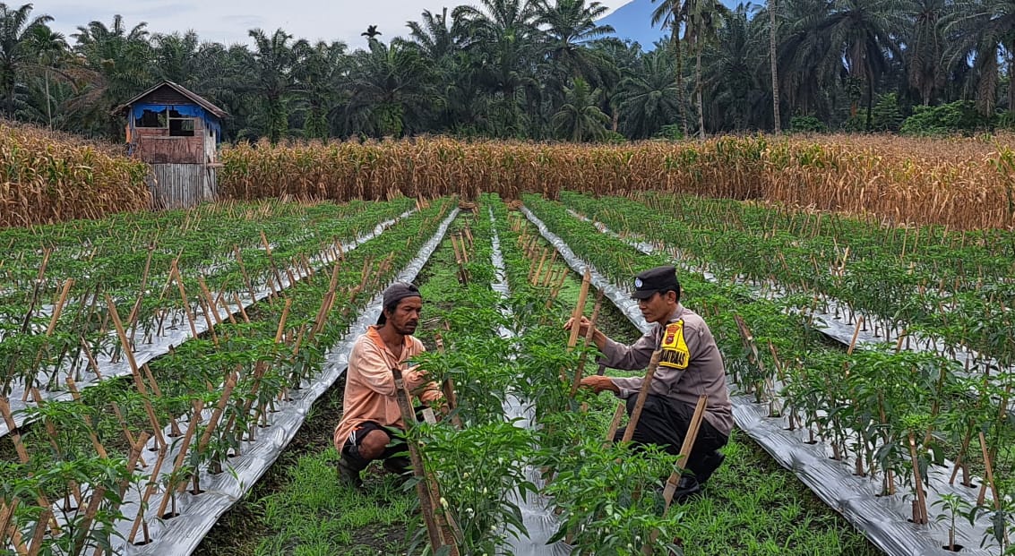 Bhabinkamtibmas Polsek Pasaman Lakukan Pendampingan Kepada Petani Cabai di Kampung Cubadak Pasaman Barat