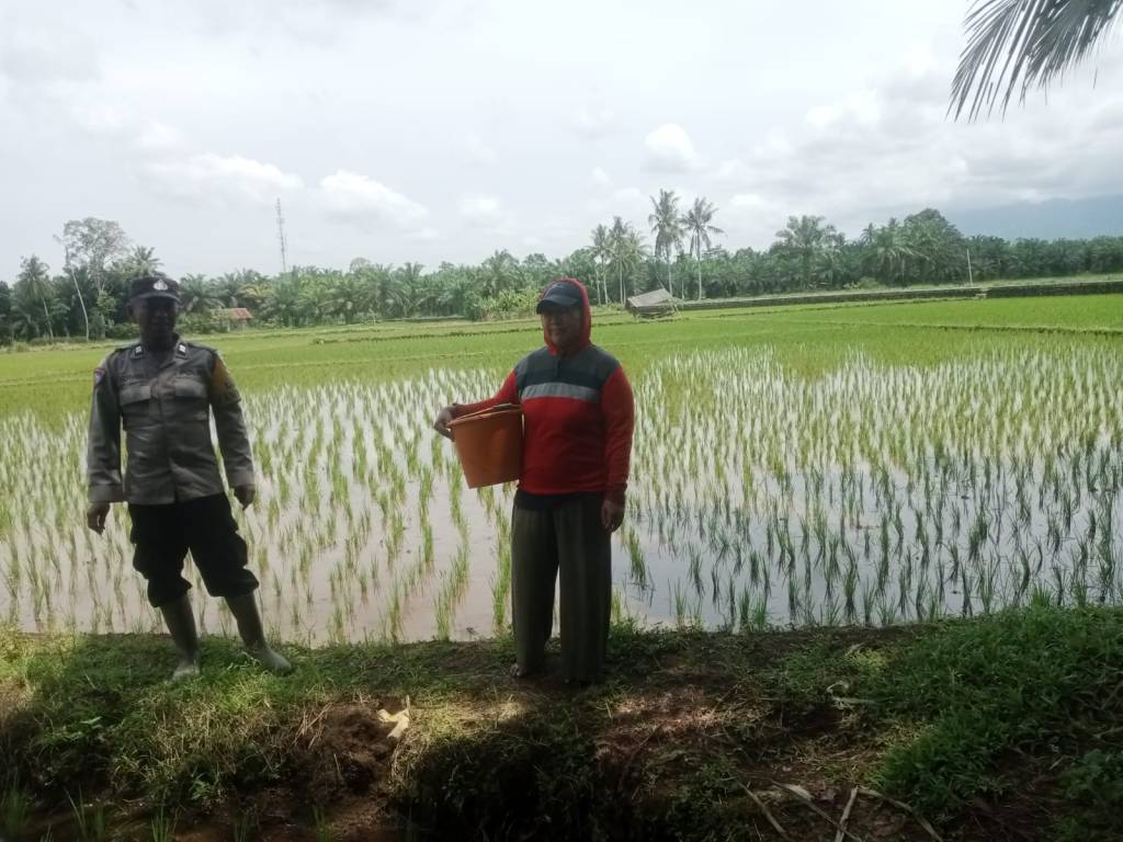 Bhabinkamtibmas Polsek Kinali Lakukan Pendampingan Kepada Petani Padi di Wonosari Bancah Kariang Pasaman&nbsp;Barat