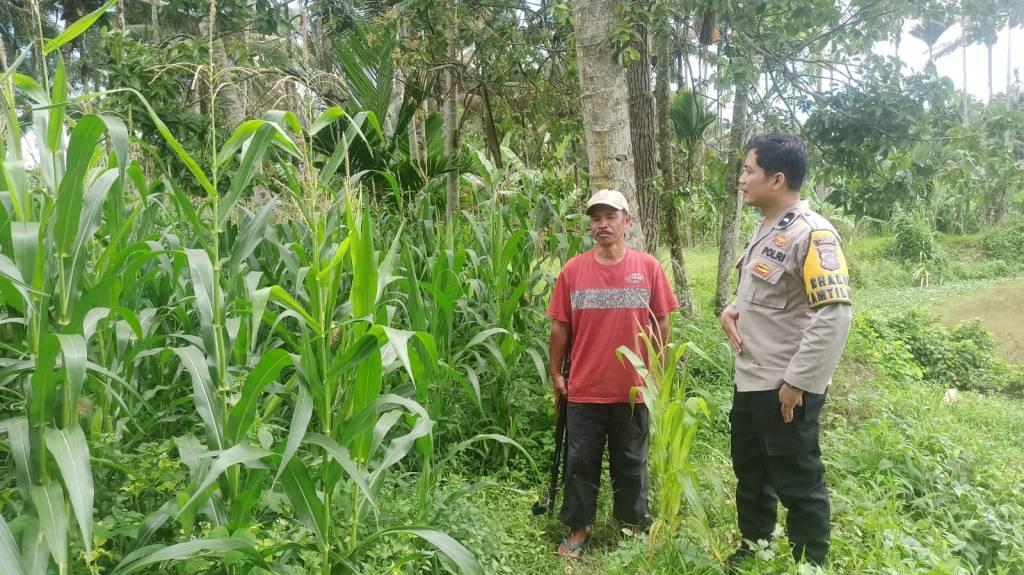 Bhabinkamtibmas Polsek Guguk Polres 50 Kota, Melaksanakan Kegiatan Pengawasan Lahan dengan Petani di Nagari Binaan Dalam Rangka Program Asta Cita Ketahanan Pangan&nbsp;Nasional.