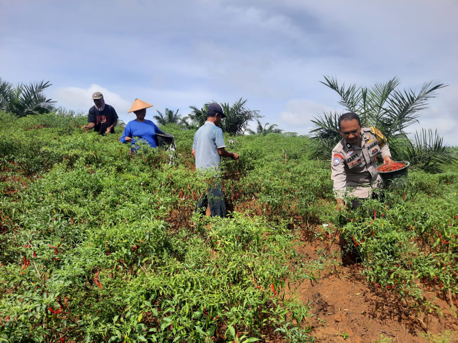 Bhabinkamtibmas Kunjungi Lokasi Ketahanan Pangan di Nagari Panyubarangan