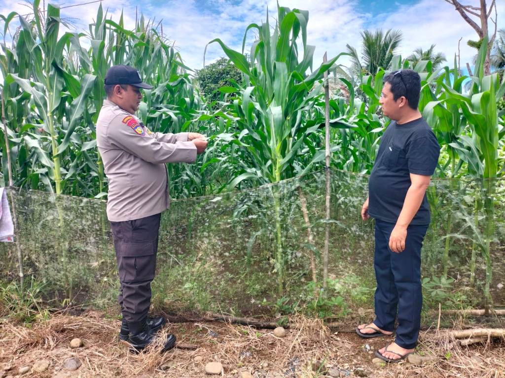 Program Ketahanan Pangan, Personel Polsek Lembah Melintang Lakukan Bimbingan ke Petani Jagung di Ujung Gading Pasaman&nbsp;Barat