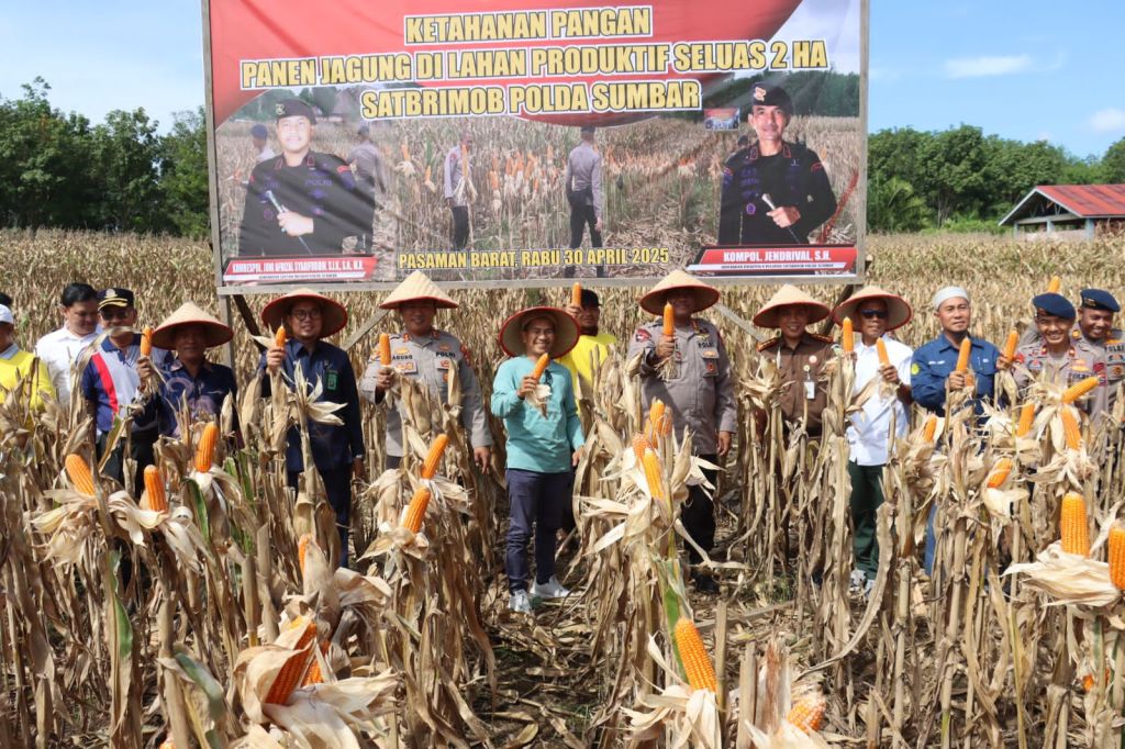 Dukung Ketahanan Pangan, Dansat Brimob Polda Sumbar Pimpin Panen Jagung Di Padang&nbsp;Tujuh