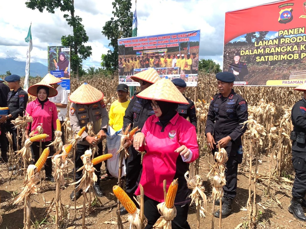 Brimob Polda Sumbar Panen Jagung 5 Hektar, Wujud Nyata Dukung Ketahanan Pangan&nbsp;Nasional