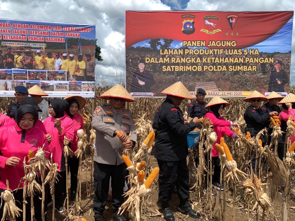 Brimob Polda Sumbar Panen 5 Hektar Jagung: Bukti Pengabdian untuk&nbsp;Negeri