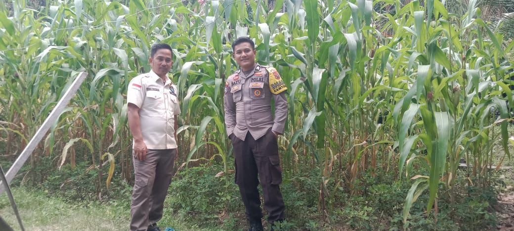 Bhabinkamtibmas Jadi Petani Inspiratif: Ketahanan Pangan ala Prabowo Bersemi di Solok Selatan