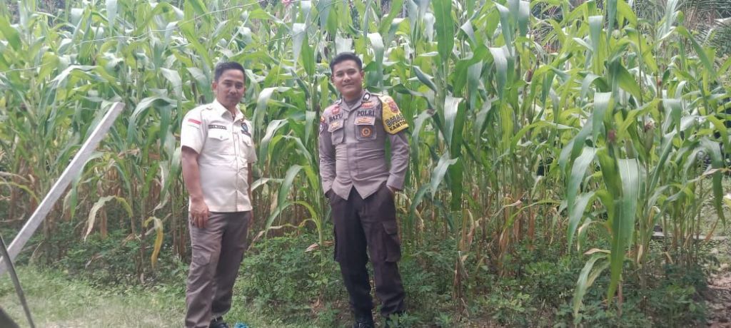 Bhabinkamtibmas Jadi Petani Inspiratif: Ketahanan Pangan ala Prabowo Bersemi di Solok&nbsp;Selatan
