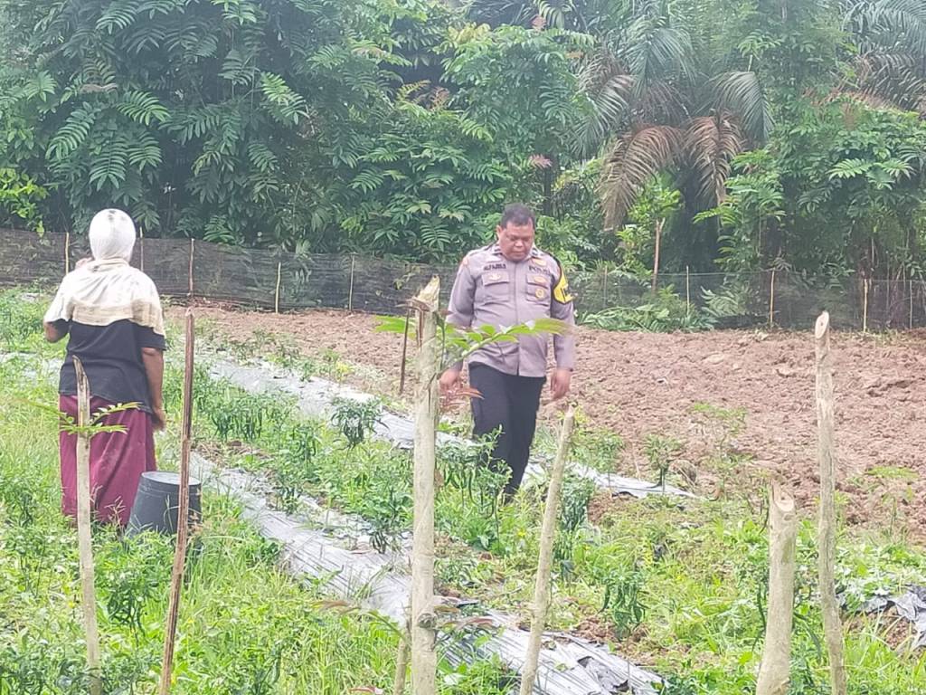Bhabinkamtibmas Nagari Banai Sosialisasi warga menanam Cabai dan Singkong Dukung Program Ketahanan&nbsp;Pangan