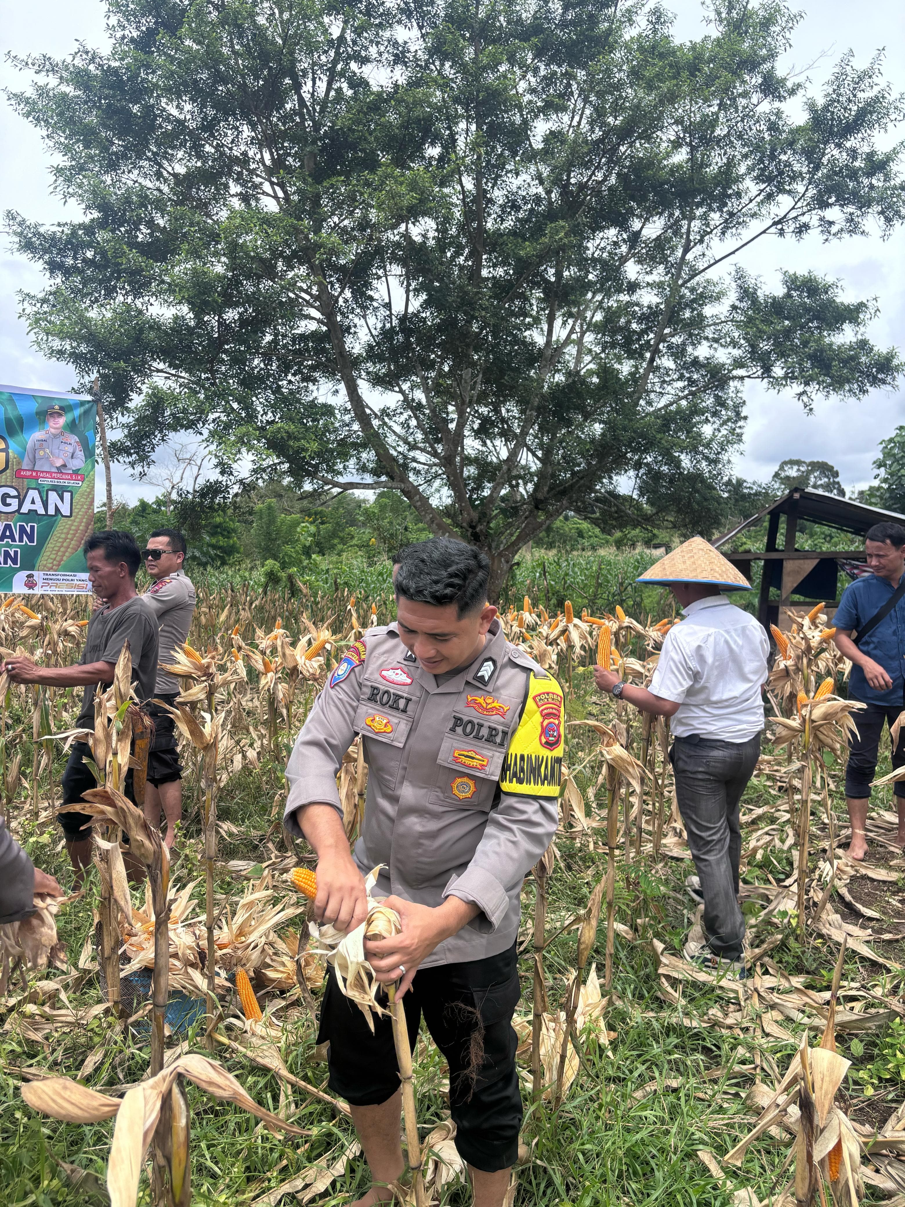 Dari Seragam ke Cangkul: Ketahanan Pangan Prabowo Mekar di Tanah Sangir Jujuan”