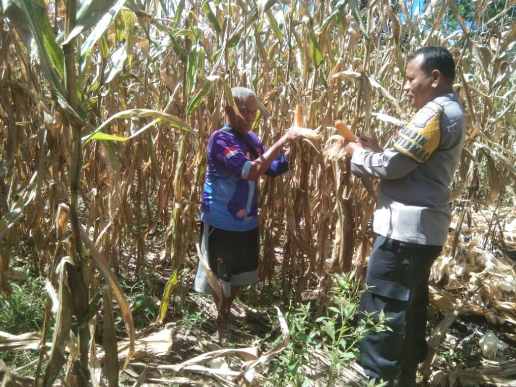 Dukung Asta Cita Di Kecamatan Talamau, Bhabinkamtibmas Polres Pasaman Barat Lakukan Pemantauan Panen&nbsp;Jagung