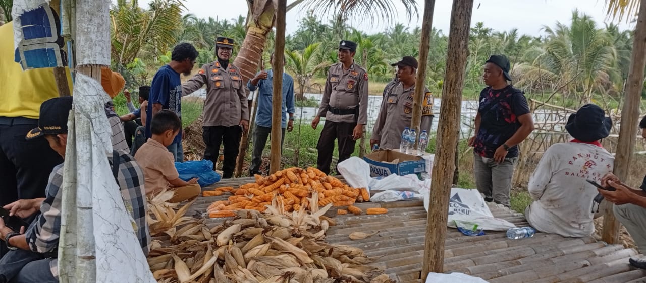 Dukung Swasembada Pangan, Kapolsek Sipora AKP Herlina Pimpin Panen Jagung di Desa Matobe