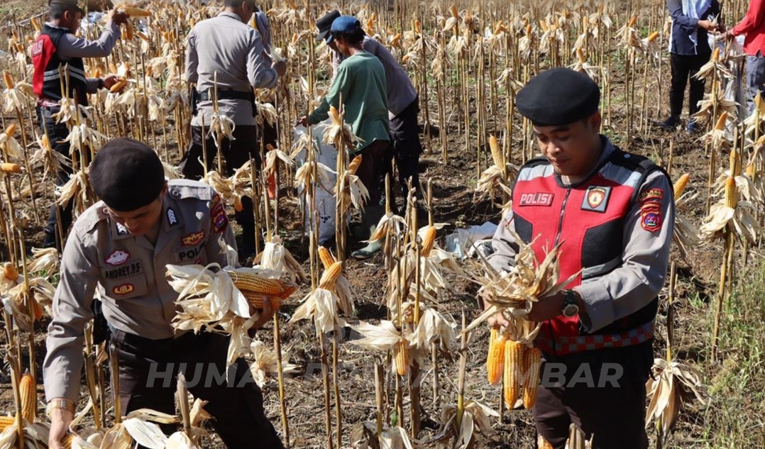 Polres Kep Mentawai Dukung Program Ketahanan Pangan Melalui Panen Jagung di Desa Sipora Jaya