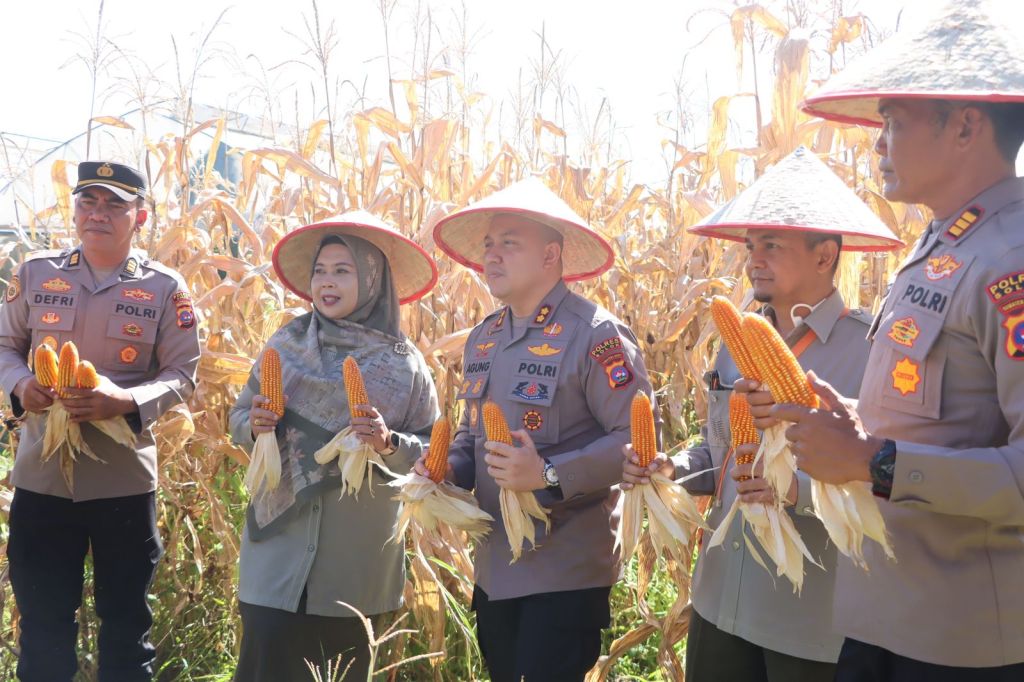 Dukung Katahanan Pangan, Kapolres Solok Pimpin Panen Raya Jagung Polres&nbsp;Solok