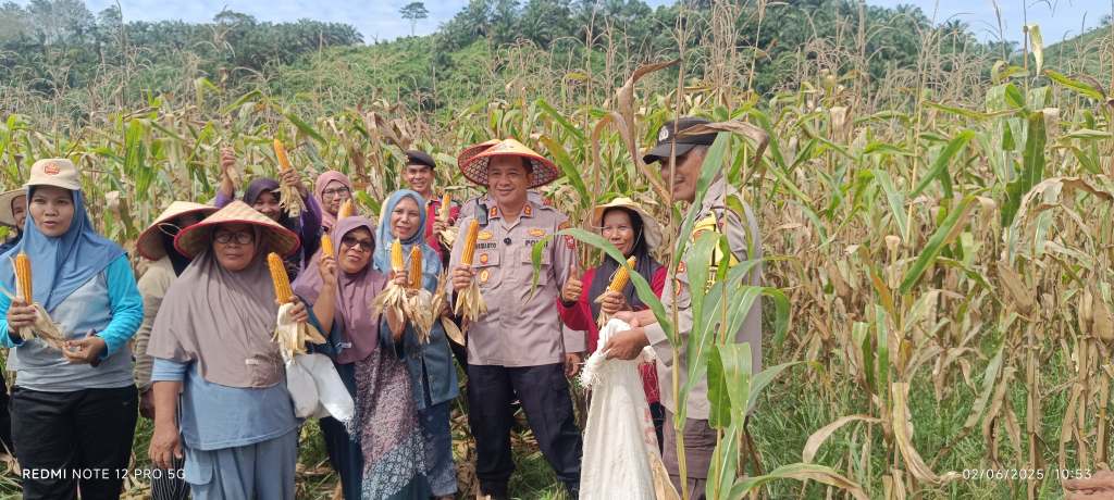 Dukung Asta Cita Menuju Indonesia Emas 2045, Kapolres Dharmasraya Panen Jagung Bersama Kelompok Tani dan Wali&nbsp;Nagari