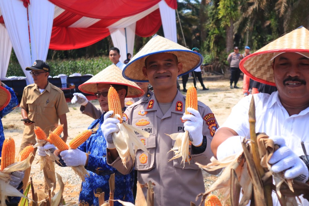Kapolres Kampar Panen Raya Jagung:&nbsp; Wujud Dukungan Nyata untuk Ketahanan Pangan&nbsp;Nasional
