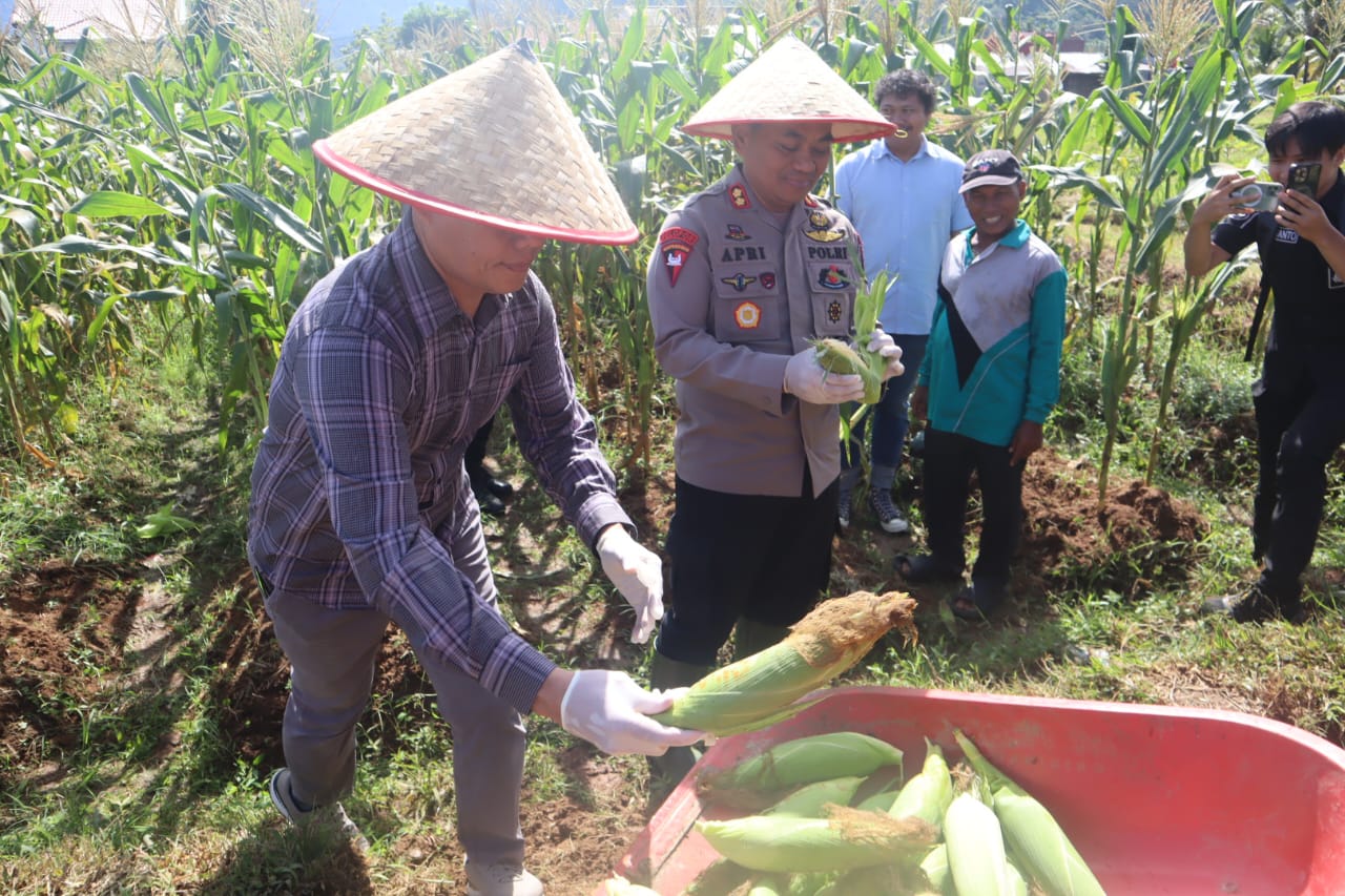 Kapolresta Padang AKBP Apri Wibowo Pimpin Panen Raya Jagung di Kuranji, Serentak se-Indonesia