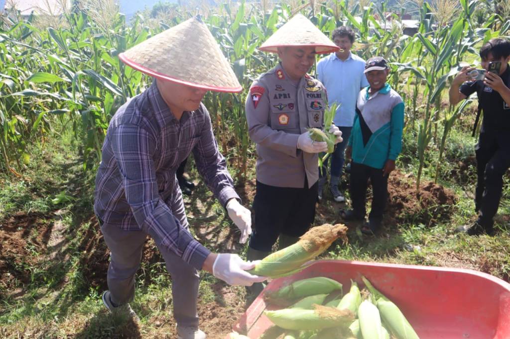 Kapolresta Padang AKBP Apri Wibowo Pimpin Panen Raya Jagung di Kuranji, Serentak&nbsp;se-Indonesia