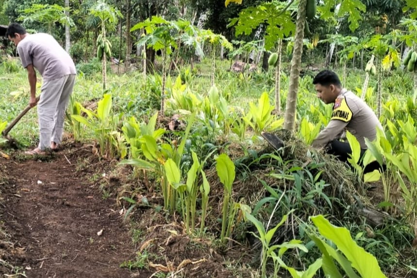 Bhabinkamtibmas Desa Muntei Bantu Masyarakat Binaan Membersihkan Pekarangan dengan Tanaman Bergizi