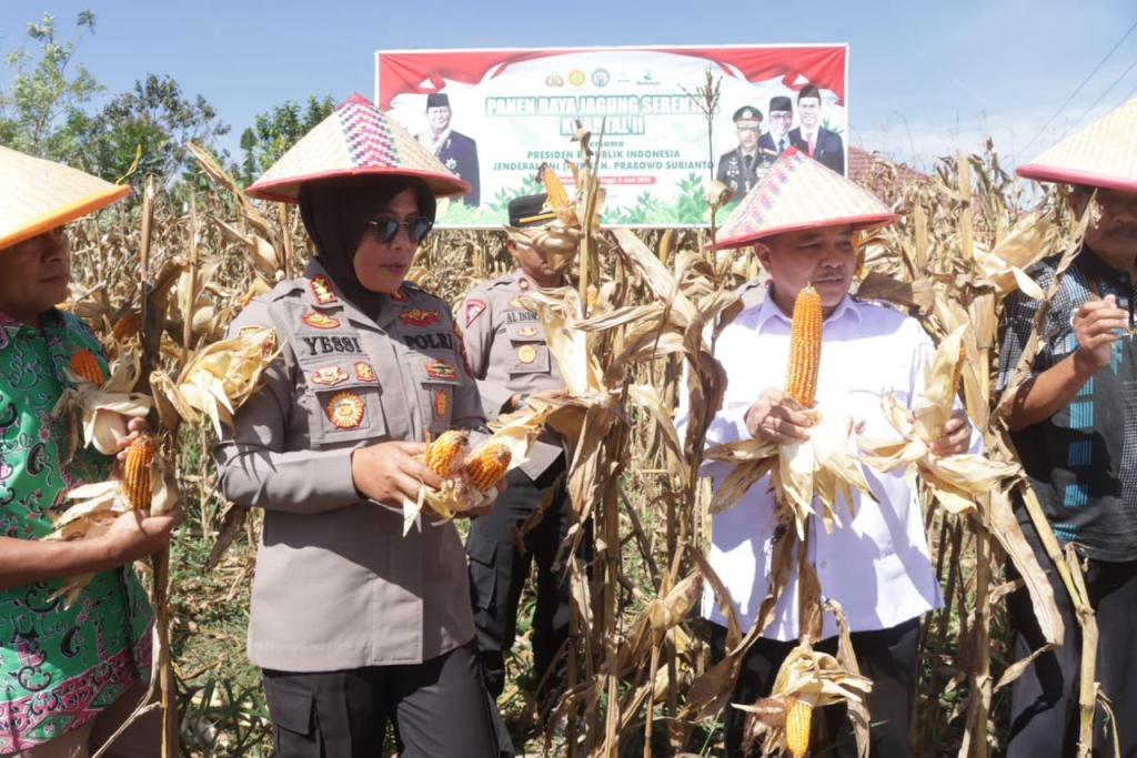 Kapolresta Bukittinggi Pimpin Panen Raya Jagung di Agam, Serentak&nbsp;se-Indonesia