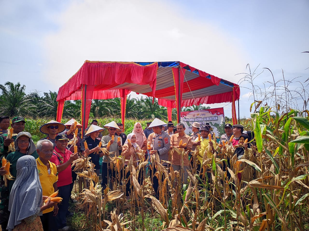 Polres Dharmasraya Bersama TNI dan Masyarakat Dukung Ketahanan Pangan Lewat Panen Raya Jagung Serentak