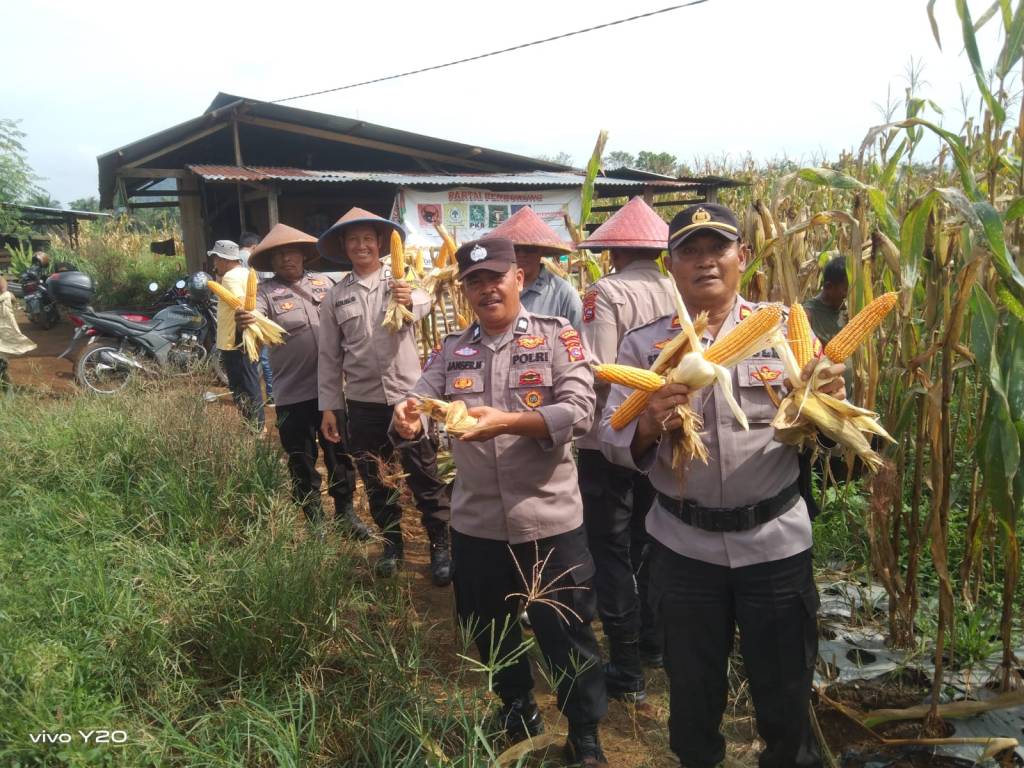 Polsek Sitiung Hadiri Panen Raya Jagung Serentak Tahap II di Jorong Kampung Dondan, Nagari Gunung&nbsp;Medan