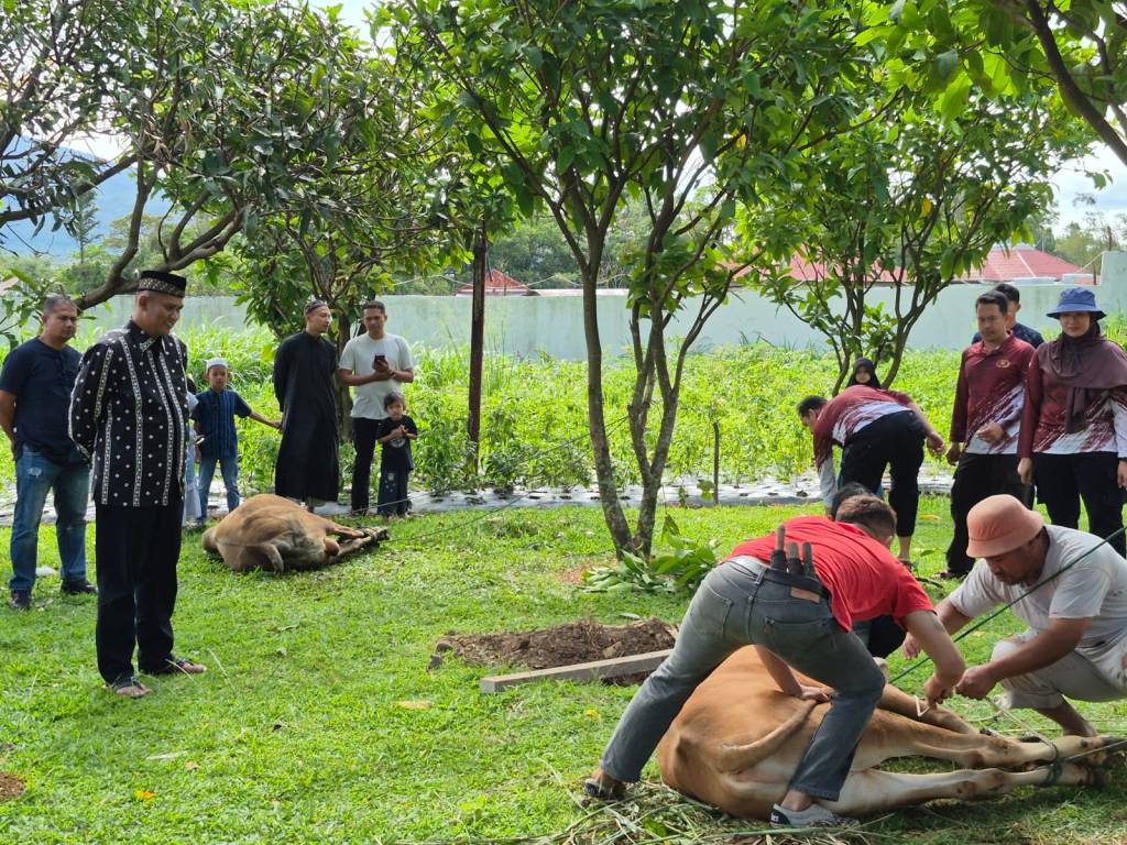 Polres Padang Panjang Sembelih Dua Ekor Sapi Kurban dalam Rangka Idul Adha 1446&nbsp;H