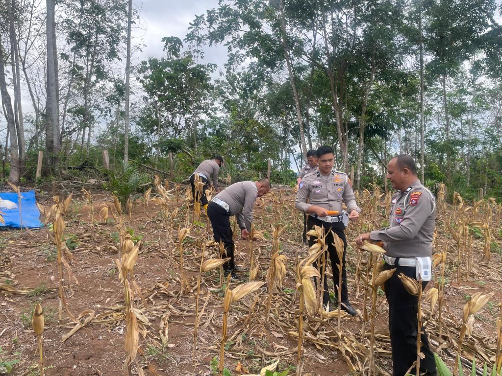 Kasat Lantas Polres Sijunjung Pimpin Panen Jagung di Lahan Ketahanan&nbsp;Pangan