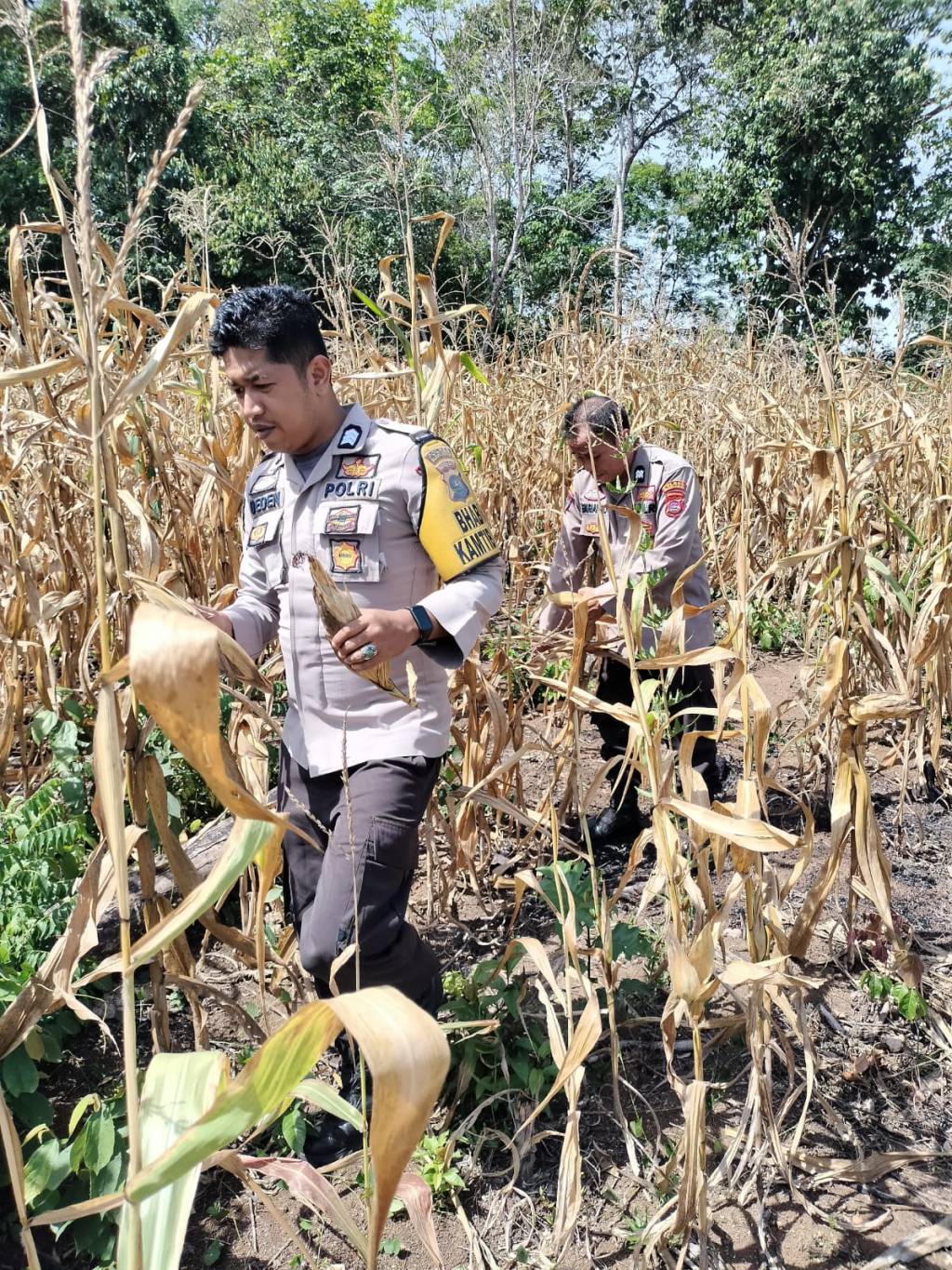 Wujudkan Ketahanan Pangan Nasional, Kapolsek Sumpur Kudus Panen Jagung Bersama Kelompok&nbsp;Tani