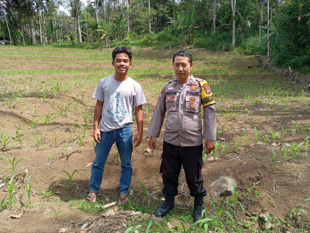 Bhabinkamtibmas Nagari Kajai Manfaatkan Lahan Kosong Untuk Tanam Jagung, Dukung Program Asta Cita Presiden&nbsp;RI