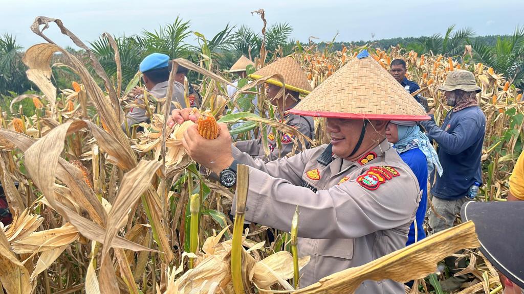 Kapolres Dharmasraya Panen Jagung Bersama PT. Selago Makmur&nbsp;Plantation