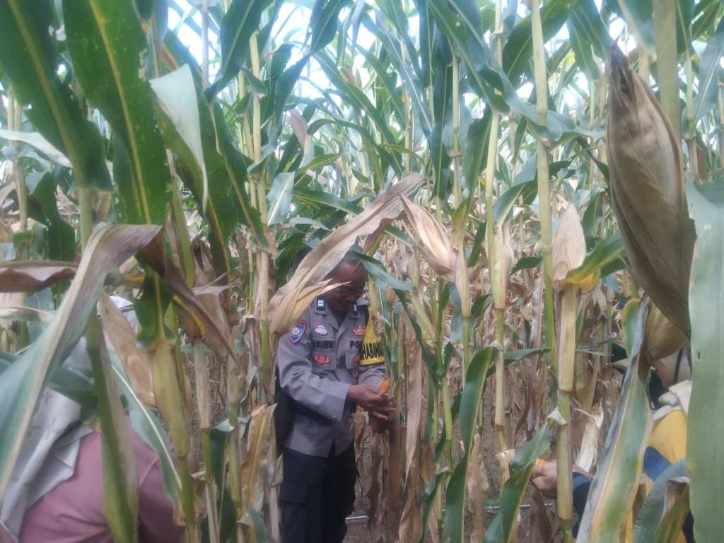 Bhabinkamtibmas Dampingi Ubinan Jagung di Padang&nbsp;Laweh