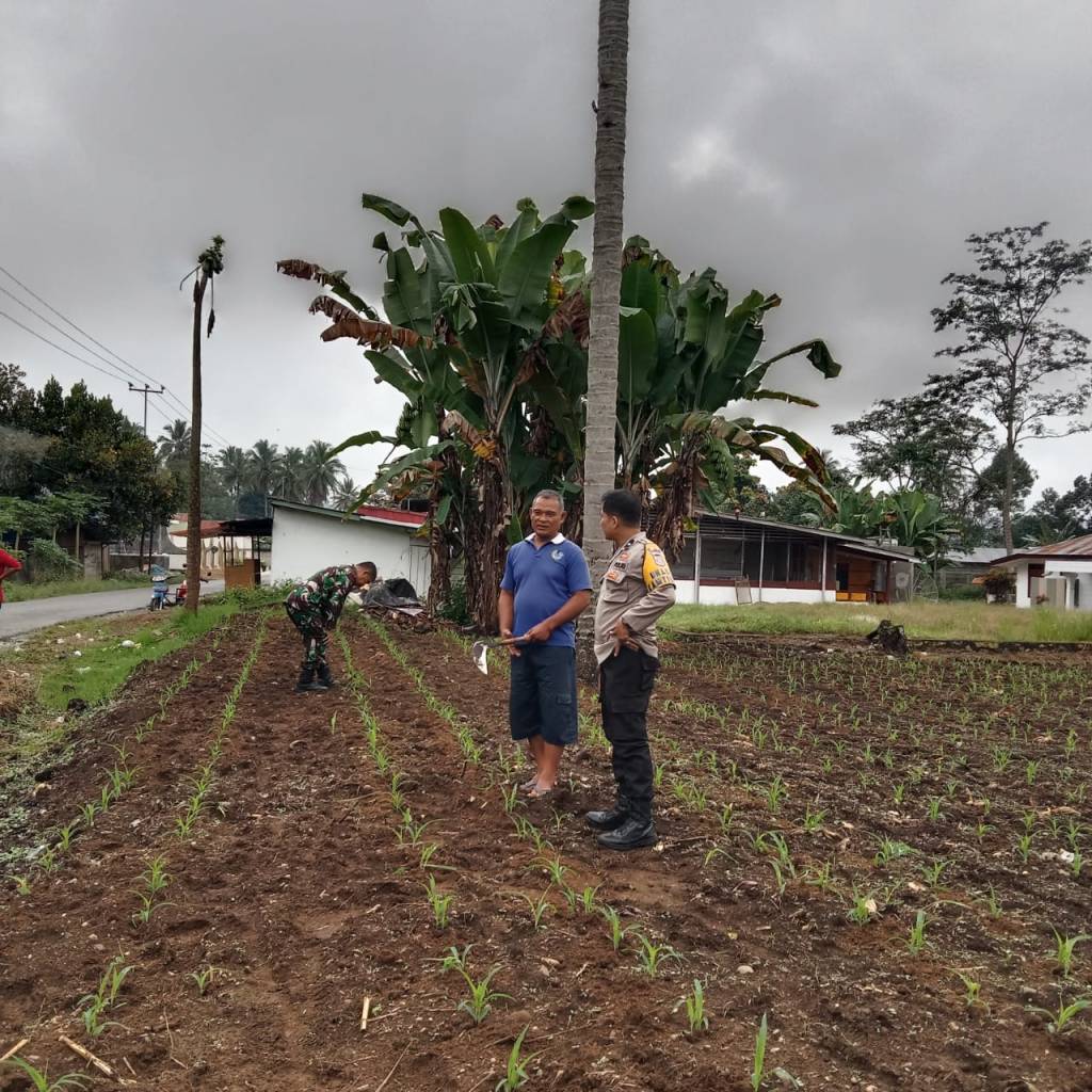 BHABINKAMTIBMAS GUGUK LAKUKAN SILATURAHMI DAN PENGAWASAN PROGRAM ASTA CITA KETAHANAN PANGAN NASIONAL DI LAHAN JAGUNG&nbsp;MUNGKA