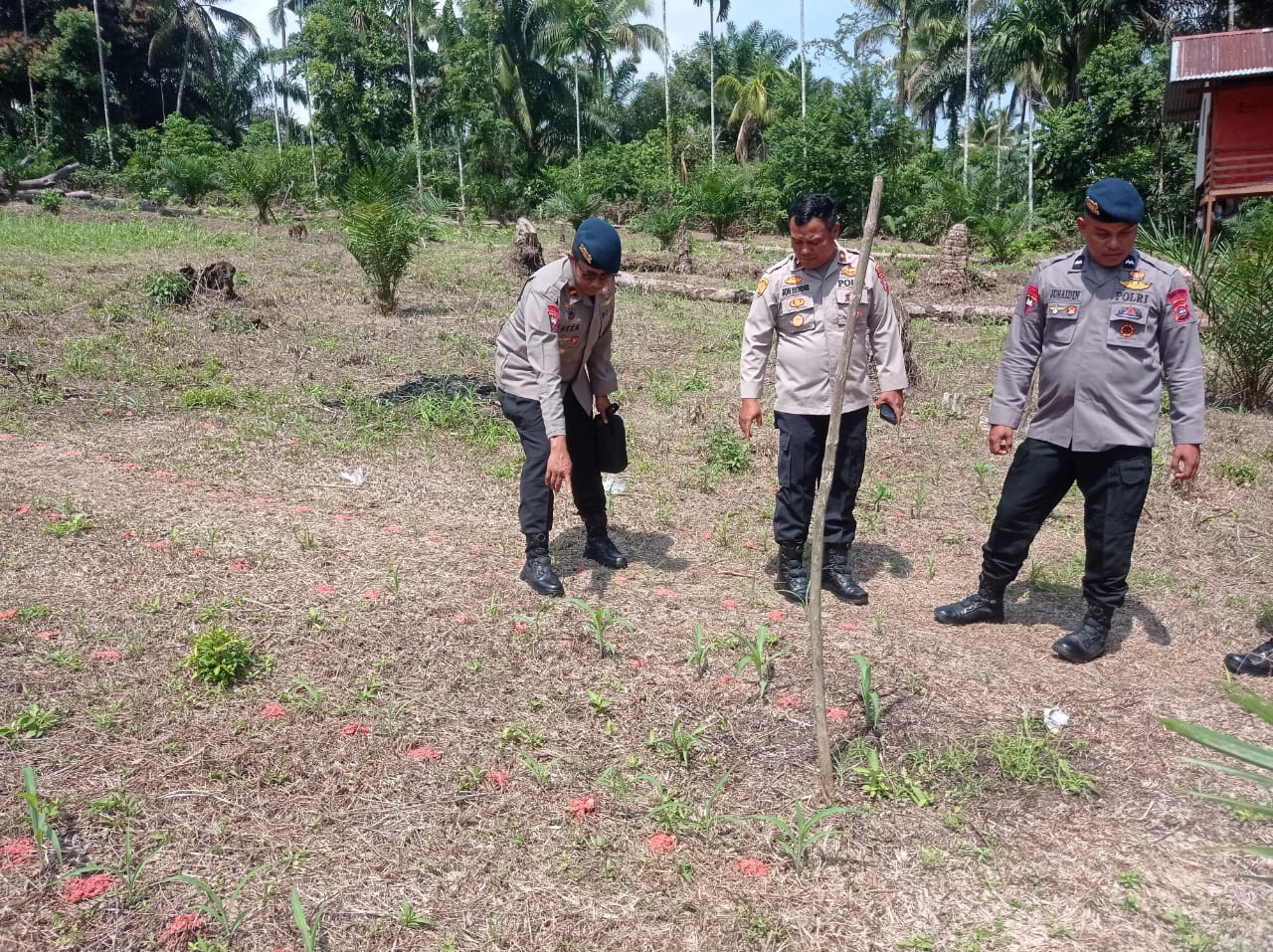Penilaian Pemanfaatan Lahan Produktif oleh Tim Zona 1 Sat Brimobda Sumbar di Wilkum Polres Pariaman