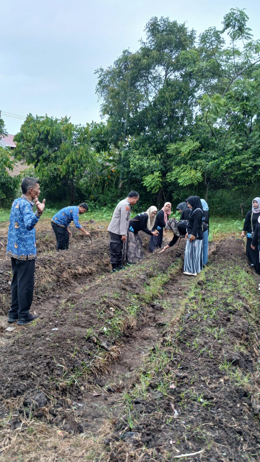 Bhabinkamtibmas Polsek Kota Pariaman Bersama Forkopimcam dan PKK Tanam Sayur Demi Sukseskan Ketahanan&nbsp;Pangan