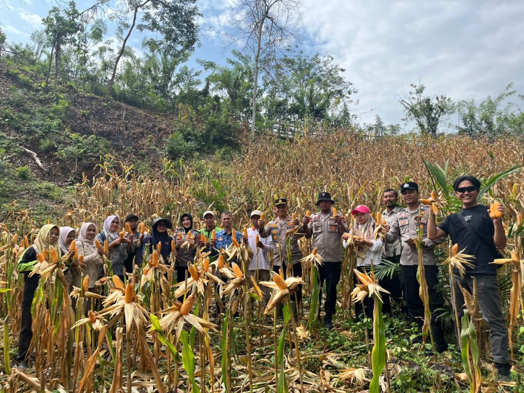 Wujudkan Kemandirian Masyarakat, Kapolsek Koto VII Pimpin Kegiatan Panen&nbsp;Jagung