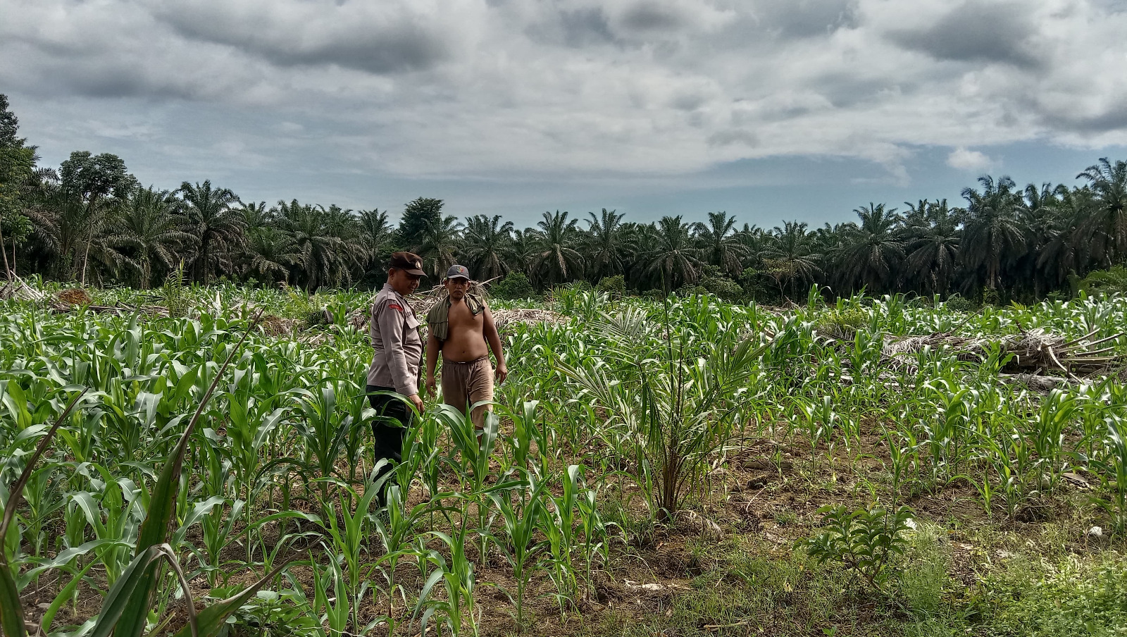 Bhabinkamtibmas Nagari Parik Laksanakan Pembinaan Ketahanan Pangan Dalam Rangka Program Asta Cita Presiden RI