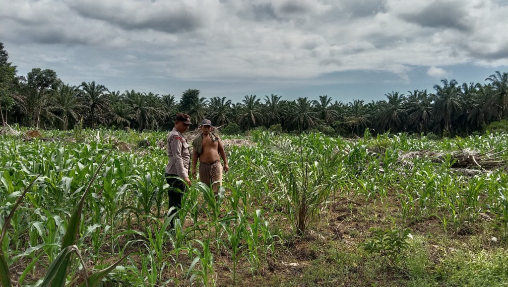 Bhabinkamtibmas Nagari Parik Laksanakan Pembinaan Ketahanan Pangan Dalam Rangka Program Asta Cita Presiden&nbsp;RI