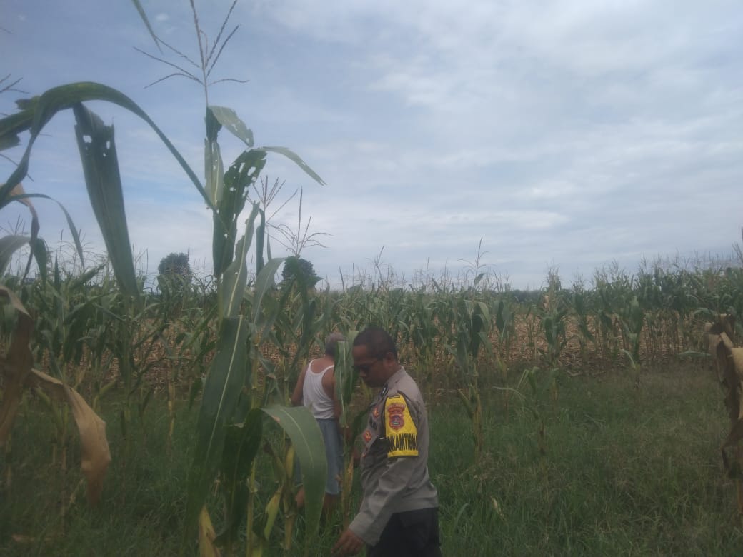 Bhabinkamtibmas Tinjau Lahan Jagung Terdampak Banjir di Padang Laweh