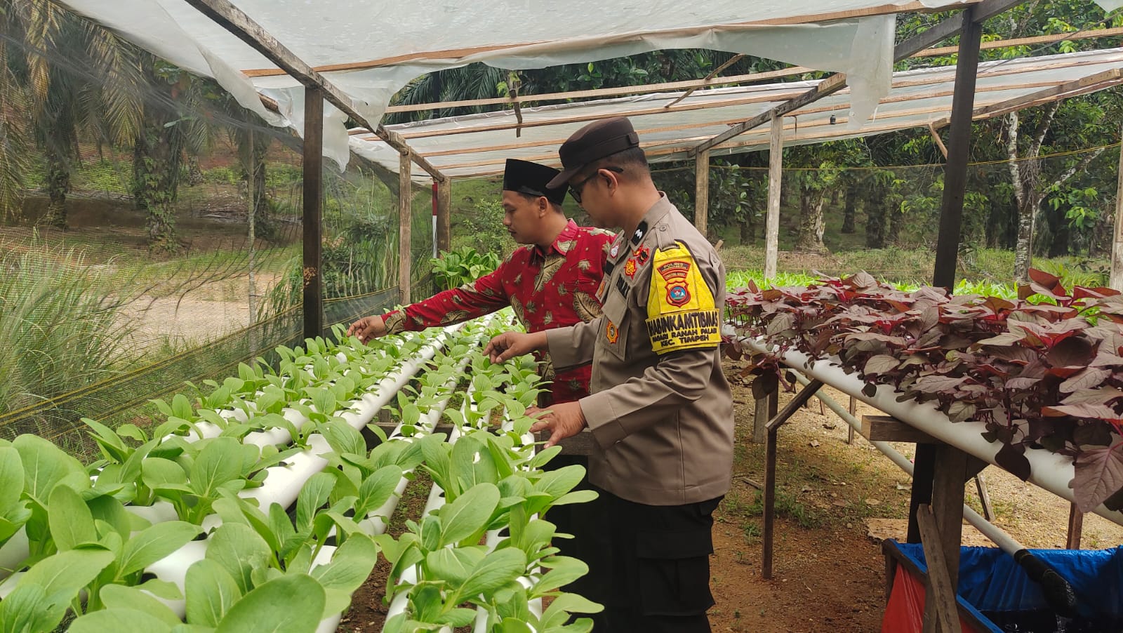 Dukung Ketahanan Pangan, Bhabinkamtibmas Sambangi Lahan Hidroponik Warga di Timpeh