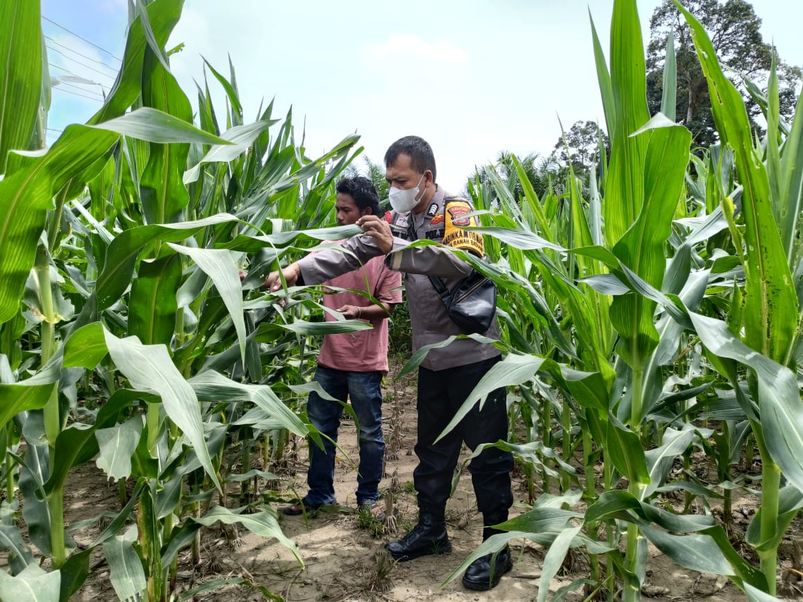 Bhabinkamtibmas Polsek Ranah Batahan Dukung Ketahanan Pangan Melalui Bimbingan Program Asta Cita Presiden RI