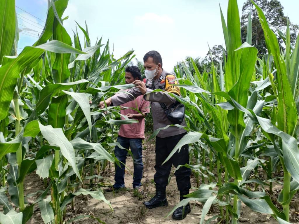 Bhabinkamtibmas Polsek Ranah Batahan Dukung Ketahanan Pangan Melalui Bimbingan Program Asta Cita Presiden&nbsp;RI