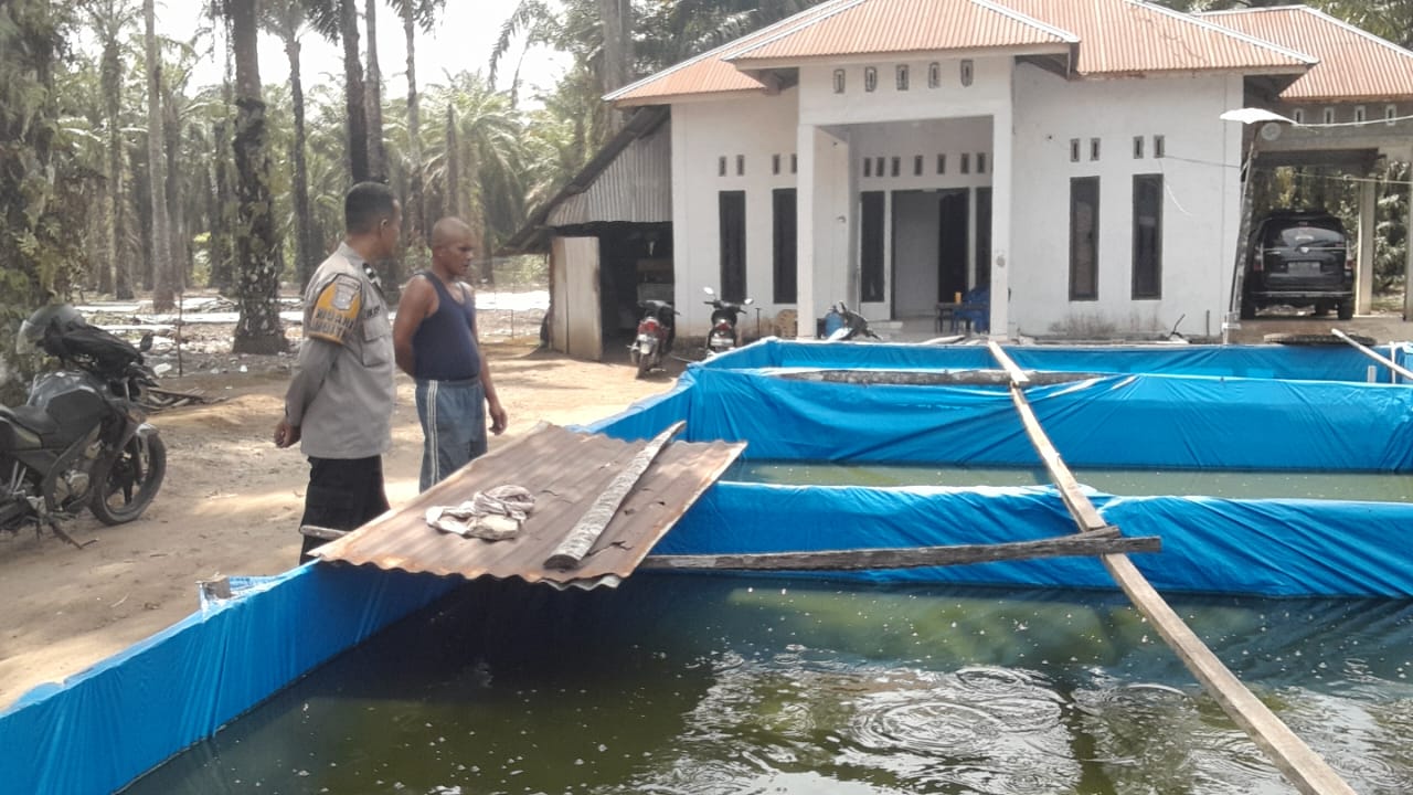 Bhabinkamtibmas Nagari Kinali Dukung Program Asta Cita Presiden di Bidang Ketahanan Pangan Peternakan Lele