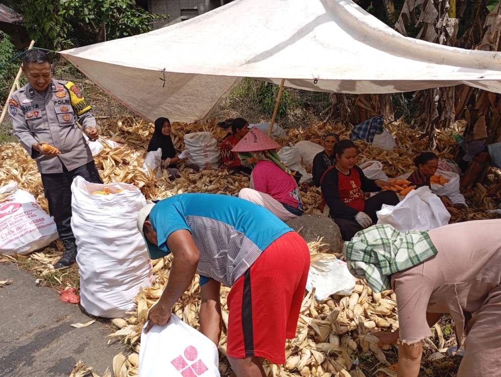 Personel Bhabinkamtibmas Polsek Talamau Dukung Program Asta Cita Ketahanan Pangan Komoditas Jagung di Nagari&nbsp;Kajai