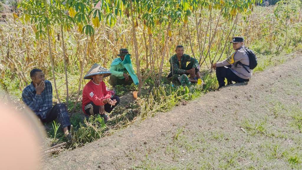 Panen Harapan dari Ladang Jagung: Polisi dan Petani Bergerak Bersama di Solok&nbsp;Selatan